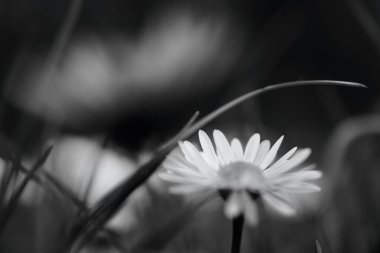 İlkbaharda çimlerde patlayan küçük bir selandin grubunun siyah ve beyaz makro görüntüleri.