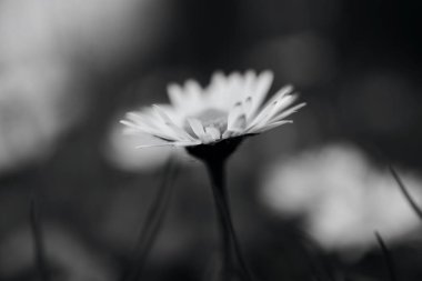 İlkbaharda çimlerde patlayan küçük bir selandin grubunun siyah ve beyaz makro görüntüleri.