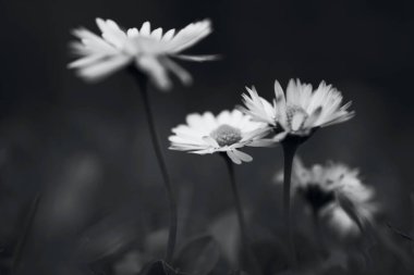 İlkbaharda çimlerde patlayan küçük bir selandin grubunun siyah ve beyaz makro görüntüleri.