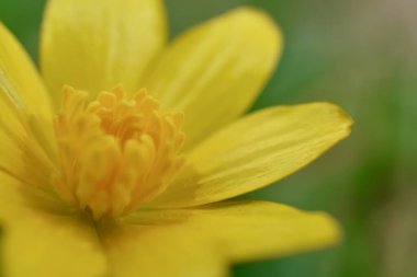 İlkbaharda Britanya kırsalının çayırlarında ve çayırlarında bulunan popüler ve yaygın bir yabani çiçek olan tek bir sarı celandin çiçeğine yakın durun. Işık yaprağın yüzeyini yakalıyor.