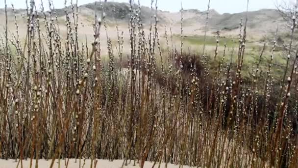 Bellissime Dune Sabbia Merthyr Mawr Sulla Costa Del Galles Meridionale — Video Stock