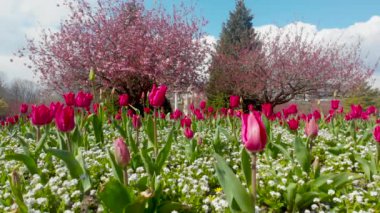 Galler 'in başkenti Cardiff' teki Alexandra Gardens 'ta pembe çiçeklerle süslenmiş lalelerin ve beyaz sınır çiçeklerinin 4K görüntüsü. Parlak mavi gökyüzü, beyaz bulutlar ve güneş ışığı