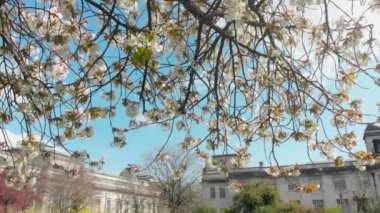 Alexandra Gardens Cathays, Cardiff 'teki çiçek ağaçları Nisan ayında güneşli bir ilkbahar öğleden sonrasında tamamen çiçek açarlar. Özgün sivil binalar arka planda.
