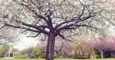 Alexandra Gardens, Cathays Cardiff 'te çiçek açan ağaçlar var. Rüzgar eser ve çiçek yaprakları rüzgardaki konfeti gibi düşer. Güzel bir bahar arkaplanı
