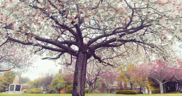 桜の木は カーディフのアレキサンドラ ガーデンズで満開です 風が吹き 花の花びらが風の中でコンフェッティのように落ちる 春の風物詩 — ストック動画