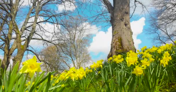 Narcisos Soplando Brisa Los Jardines Sofía Junto Castillo Cardiff Gales — Vídeos de Stock