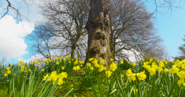 Daffodils Soprando Brisa Sophia Gardens Lado Castelo Cardiff País Gales — Vídeo de Stock