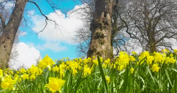早春のウェールズのカーディフ城に隣接するソフィア ガーデンズの風に吹いているダフォディルス 雲が多い青空が広がっています 4月上旬 首都の春の風景 — ストック動画