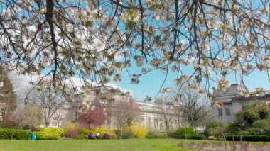 Alexandra Gardens Cathay, Cardiff 'teki çiçek ağaçları nisan ayında güneşli bir ilkbahar öğleden sonrasında tam çiçeklenmiştir. Özgün sivil binalar arka planda.