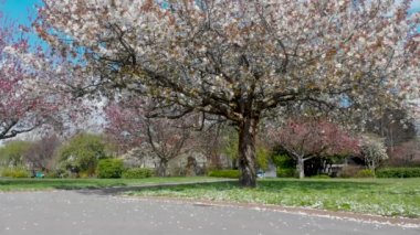 Alexandra Gardens, Cathays Cardiff 'te çiçek açan ağaçlar var. Rüzgar eser ve çiçek yaprakları rüzgardaki konfeti gibi düşer. Hoş bir arka plan.