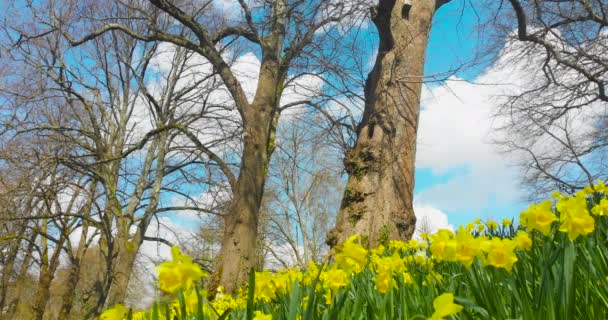 早春のウェールズのカーディフ城に隣接するソフィア ガーデンズの風に吹いているダフォディルス 雲が多い青空が広がっています 古い裸の木は川の岸に沿って線を形成します — ストック動画