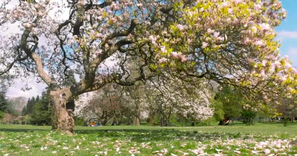 索菲亚花园加的夫 一棵美丽的木兰花树 上面的树冠上和下面的草毯上都长满了大花 市中心公园的背景上有一些樱花 — 图库视频影像