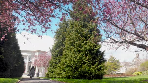 Kwitnące Drzewa Alexandra Gardens Cathays Cardiff Pełnym Rozkwicie Jasne Wiosenne — Wideo stockowe