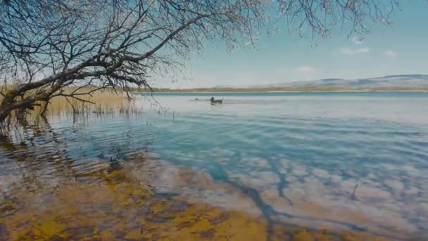 Tři Černí Psi Hrají Klidné Jezerní Vodě Přírodní Rezervaci Kenfig — Stock video