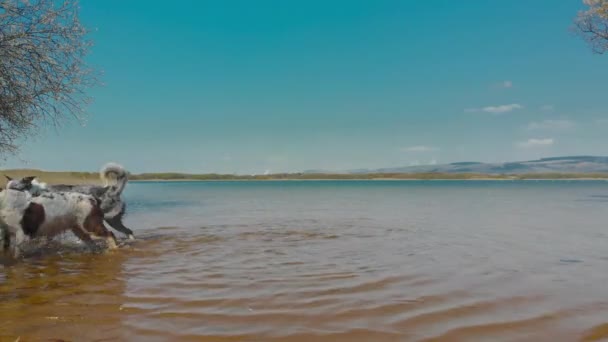 Dos Perros Juegan Persiguiendo Palos Agua Kenfig Pool Bridgend Gales — Vídeos de Stock