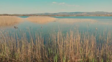 Kenfig Doğa Rezervi 'ndeki gölün etrafını saran sazlıkların ve otların 4k görüntüsü rüzgarda hafifçe hareket ediyor. Mavi gökyüzü ve göl metin için kopya alanı sağlar. Arka planlar için mükemmel bir doğa manzarası.