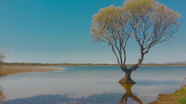 Ein Einzelner Baum See Kenfig Nature Reserve Bridgend Wales Das — Stockvideo