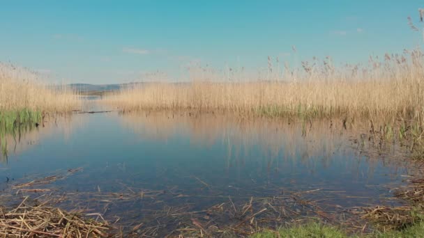 Imágenes Cañas Hierbas Que Rodean Lago Reserva Natural Kenfig Moviéndose — Vídeos de Stock