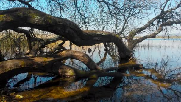 Films Van Bomen Die Worden Weerspiegeld Het Meer Bij Kenfig — Stockvideo