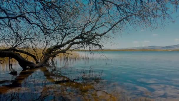 Filme Von Bäumen Die Sich Stillen Wasser Des Sees Kenfig — Stockvideo