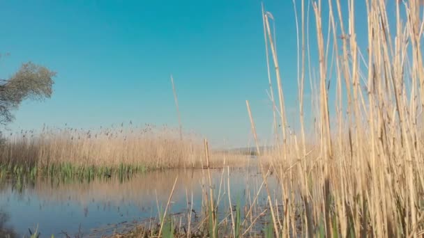 在Kenfig自然保护区 有4K段环绕湖面的芦苇和草丛在微风中轻柔地移动 蓝天和蓝湖为文字提供了复制空间 一个适合背景的自然景观 — 图库视频影像