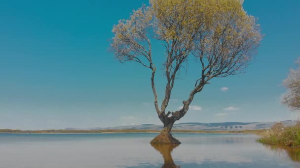 威尔士布里奇德Kenfig自然保护区湖中的一棵树 湖中的水一直持续到微风吹拂 反射出的涟漪很小 美丽湖滨风景的宁静景象 — 图库视频影像