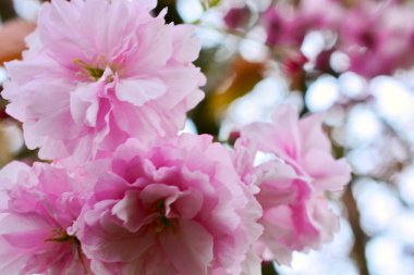 Nisan 'da güneşli bir ilkbahar öğleden sonrasında Bokeh arka planına ve mavi gökyüzüne karşı pembe bahar çiçeği. Ağaçlar, kışın bittiğini ve yazın geldiğini göstermek için çiçeklerle dolup taşıyor..