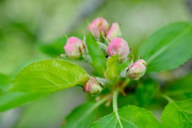 Pembe tomurcuklar hayata atılmayı bekliyor.