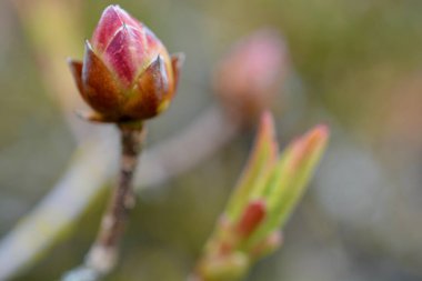 Pembe tomurcuklar hayata atılmayı bekliyor.
