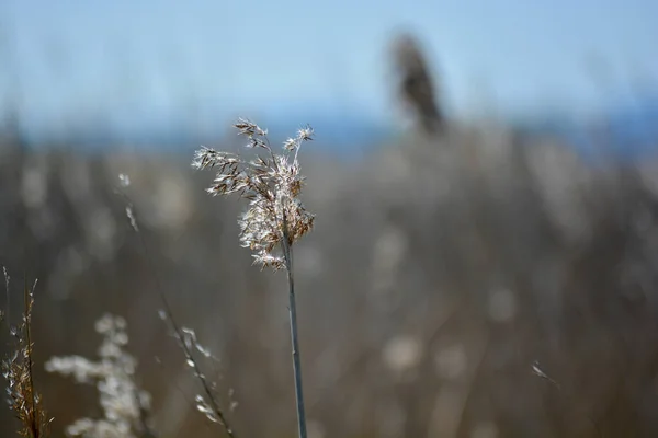 Newport Wetlands Nature Reserve Recuperou Terras Industriais Estabelecidas 2000 Para — Fotografia de Stock