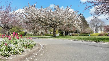 Alexandra Bahçeleri, Cardiffs şehir merkezinin eski sivil binaları arasında yer alıyor ve çiçek açan ağaçlar ve çiçeklerle dolu.