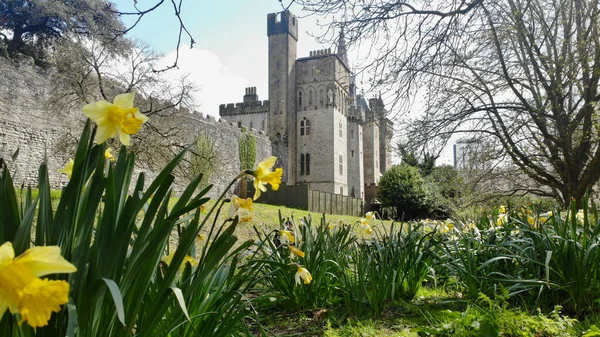 Spring Daffodils Podél Hradeb Hradu Cardiff Walesu Cardiff Castle Jaře Royalty Free Stock Obrázky