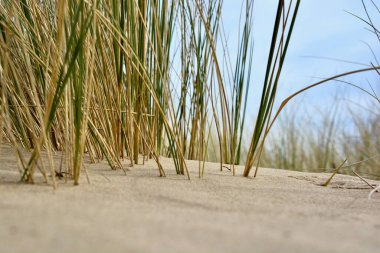 Merthyr Mawr, Bridgend 'deki kum tepeleri. Tuzlu, kurak topraklarda büyüyen otlar ve bitkilerle belirlenmiş bir doğa rezervi ve kumsallara giden kum tepeleri boyunca aşınmış yollar.