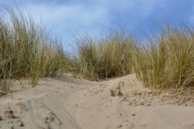 Merthyr Mawr, Bridgend 'deki kum tepeleri. Tuzlu, kurak topraklarda büyüyen otlar ve bitkilerle belirlenmiş bir doğa rezervi ve kumsallara giden kum tepeleri boyunca aşınmış yollar.