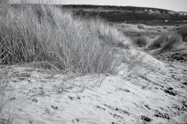 Merthyr Mawr, Bridgend 'deki kum tepeleri. Tuzlu, kurak topraklarda büyüyen otlar ve bitkilerle belirlenmiş bir doğa rezervi ve kumsallara giden kum tepeleri boyunca aşınmış yollar.