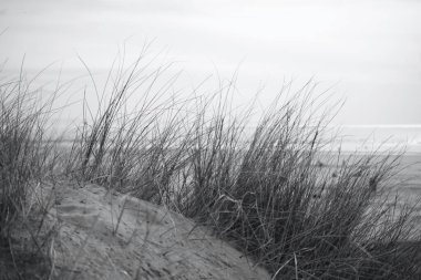 Merthyr Mawr, Bridgend 'deki kum tepeleri. Tuzlu, kurak topraklarda büyüyen otlar ve bitkilerle belirlenmiş bir doğa rezervi ve kumsallara giden kum tepeleri boyunca aşınmış yollar.