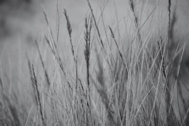 Merthyr Mawr, Bridgend 'deki kum tepeleri. Tuzlu, kurak topraklarda büyüyen otlar ve bitkilerle belirlenmiş bir doğa rezervi ve kumsallara giden kum tepeleri boyunca aşınmış yollar.