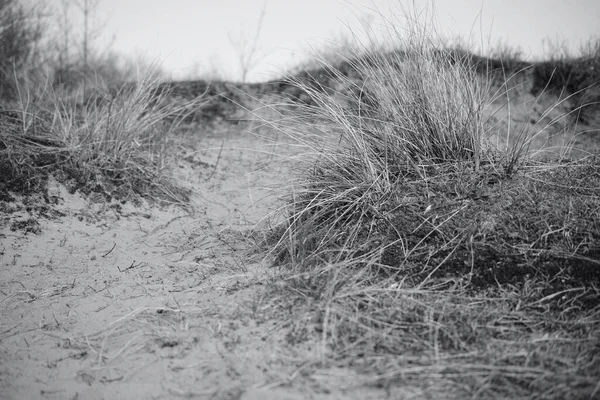 Merthir Mawrの砂丘と自然植生 — ストック写真