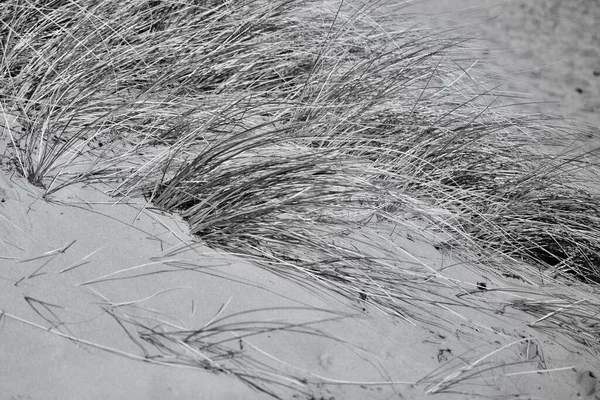 Die Sanddünen Merthyr Mawr Bridgend Ein Ausgewiesenes Naturschutzgebiet Mit Gräsern — Stockfoto