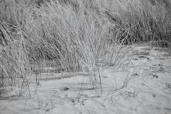 在Merthyr Mawr Bridgend的沙丘 一个指定的自然保护区 草木和植物生长在盐渍干旱的沙地里 穿过沙丘 穿过老旧的小路通往海滩 — 图库照片
