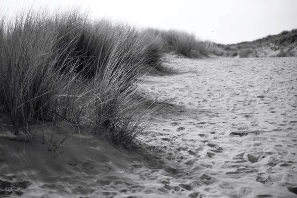 Zandduinen Merthyr Mawr Bridgend Een Aangewezen Natuurgebied Met Grassen Planten — Stockfoto