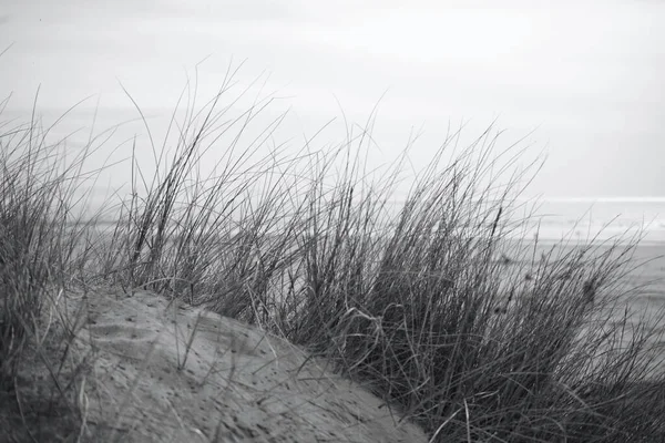 マーサー モーアの砂丘ブリッジエンド 指定された自然保護区で 塩辛くて乾燥した砂の地面に草や植物が育ち 砂丘を通ってビーチにつながるよく着用された道 — ストック写真