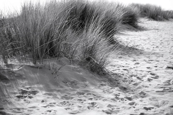 Dune Sabbia Merthyr Mawr Bridgend Una Riserva Naturale Designata Con — Foto Stock