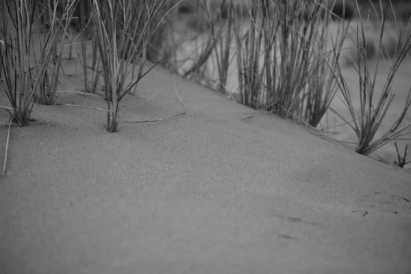 在Merthyr Mawr Bridgend的沙丘 一个指定的自然保护区 草木和植物生长在盐渍干旱的沙地里 穿过沙丘 穿过老旧的小路通往海滩 — 图库照片