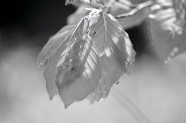 Işığın gölgelerin ve desenlerin oluşturduğu ormanda bir yürüyüş. Rahatlamak ve doğaya yakın hissetmek için mükemmel bir yer.