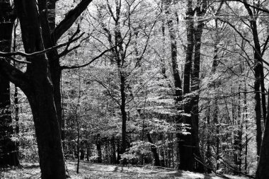 Işığın gölgelerin ve desenlerin oluşturduğu ormanda bir yürüyüş. Rahatlamak ve doğaya yakın hissetmek için mükemmel bir yer.