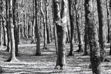 Işığın gölgelerin ve desenlerin oluşturduğu ormanda bir yürüyüş. Rahatlamak ve doğaya yakın hissetmek için mükemmel bir yer.