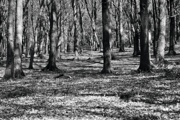 Spacer Lesie Światłem Przebijającym Się Przez Baldachim Tworząc Cienie Wzory — Zdjęcie stockowe