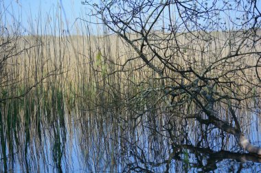 Sazlıklar, ağaçlar ve dallar geri kazanılmış sanayi arazisindeki Galler 'in kıyı koruma alanındaki gölün sularına yansıyor..