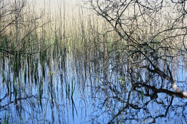 Sazlıklar, ağaçlar ve dallar geri kazanılmış sanayi arazisindeki Galler 'in kıyı koruma alanındaki gölün sularına yansıyor..